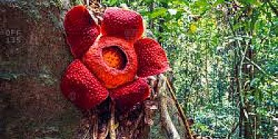 Dünyanın Gizemli Dev Çiçeği, Rafflesia