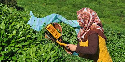 Çay Kanunu Taslağı Bakanlıkta