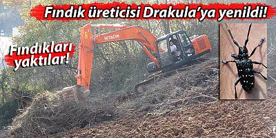 Drakula Trabzon'da 2250 Dönüm Fındık Bahçesi Alanı Söktürdü !