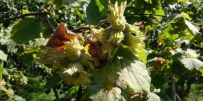 'Dünya Fındık Haftası' ilk kez Trabzon’da kutlanacak