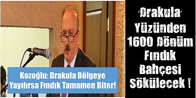 Kozoğlu: 1600 Dönüm Fındık Bahçesi Sökülecek !