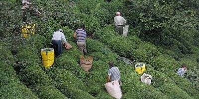 Rize