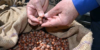 TMO’nun fındık alımları 1 Eylül’de başlıyor