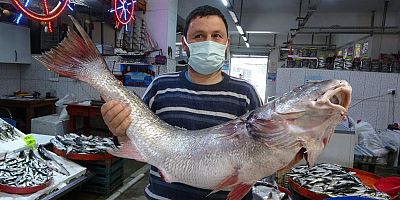 Trabzon'da balık fiyatları şaşırtan seviyeye ulaştı!