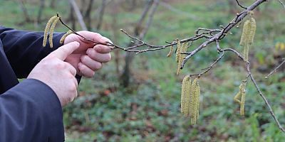 Trabzon'da Fındıkta Büyük Tehdit: 'Yalancı bahar'