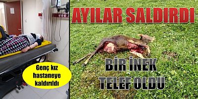 Yaylada Ayı Dehşeti!